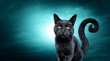 Halloween,Spooky,Black,Cat,On,A,Night,Background,With,A