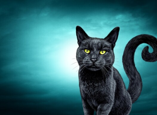 Halloween,Spooky,Black,Cat,On,A,Night,Background,With,A