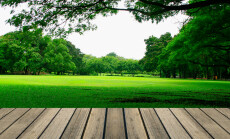 Wooden,Floor,And,Big,Tree,In,The,Park