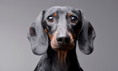 Portrait,Of,An,Adorable,Dachshund,-,Isolated,On,Grey,Background.