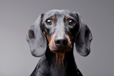 Portrait,Of,An,Adorable,Dachshund,-,Isolated,On,Grey,Background.