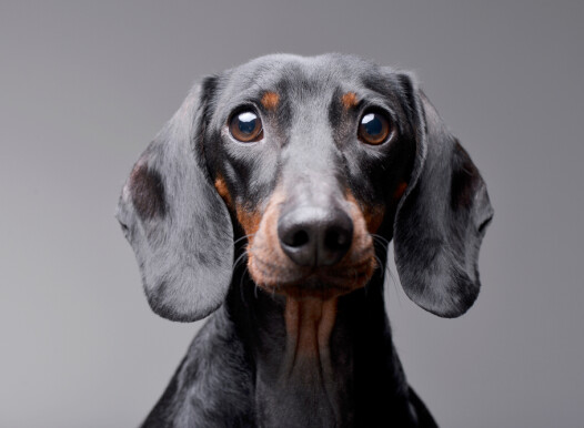 Portrait,Of,An,Adorable,Dachshund,-,Isolated,On,Grey,Background.