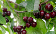 The,Fresh,Dark,Red,Cherries,Hanging,On,The,Tree,At