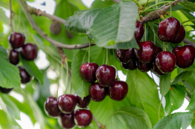 The,Fresh,Dark,Red,Cherries,Hanging,On,The,Tree,At
