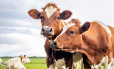 Two,Cows,,Couple,Heads,Together,Looking,,Red,And,White,,In