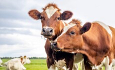 Two,Cows,,Couple,Heads,Together,Looking,,Red,And,White,,In