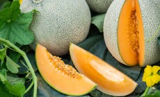 Honeydew,Melon,And,Japanese,Melon,Slice,Fresh,Ripe,Orange,And