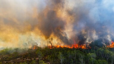 Forest,Fires,Are,Burning,The,Forests,In,Summer.