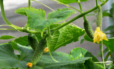 Cucumber,Plant.,Cucumber,With,Leafs,And,Flowers.,Cucumbers,In,The