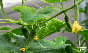 Cucumber,Plant.,Cucumber,With,Leafs,And,Flowers.,Cucumbers,In,The