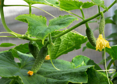Cucumber,Plant.,Cucumber,With,Leafs,And,Flowers.,Cucumbers,In,The