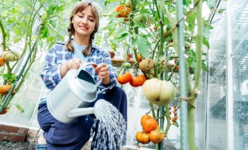 Young,Woman,Watering,Tomatoes,In,Green,House,Using,A,Watering