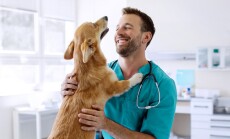 Cheerful,Man,Veterinarian,Doctor,Cuddling,And,Playing,With,Cute,Pembroke