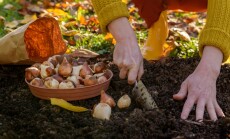 Woman,Planting,Tulip,Bulbs,In,A,Flower,Bed,During,A