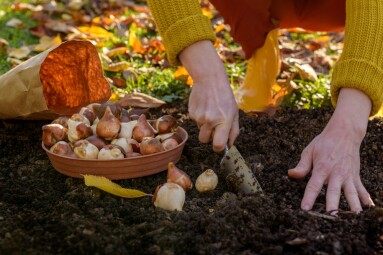 Woman,Planting,Tulip,Bulbs,In,A,Flower,Bed,During,A