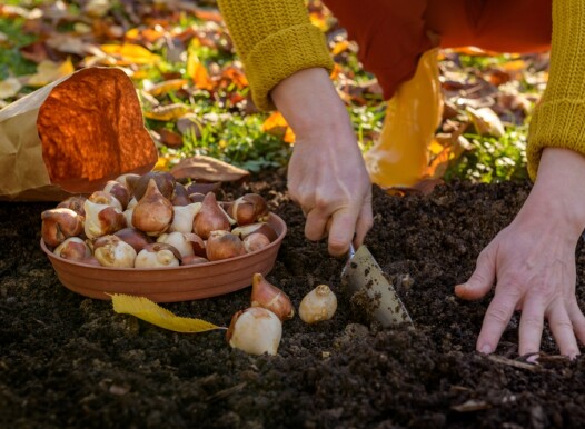 Woman,Planting,Tulip,Bulbs,In,A,Flower,Bed,During,A