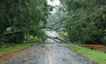 Hurricane,Damage,To,A,Tree,On,Florida,House,Backyard.,Fallen