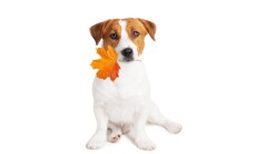 Jack,Russell,Terrier,Dog,With,Autumn,Leaf,In,Mouth,Isolated