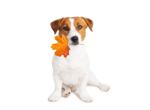 Jack,Russell,Terrier,Dog,With,Autumn,Leaf,In,Mouth,Isolated