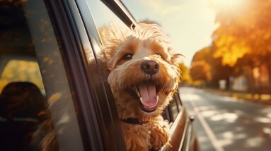 Happy,Dog,In,The,Car,Window,With,The,Wind