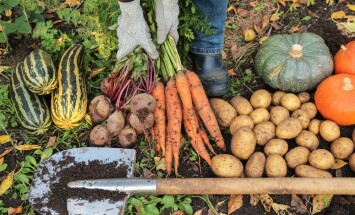 Farmer,Hands,In,Gloves,Harvesting,Different,Fresh,Autumnal,Vegetables,On