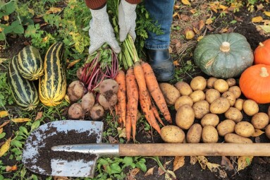 Farmer,Hands,In,Gloves,Harvesting,Different,Fresh,Autumnal,Vegetables,On