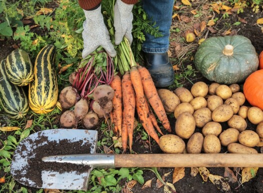 Farmer,Hands,In,Gloves,Harvesting,Different,Fresh,Autumnal,Vegetables,On